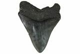 Fossil Megalodon Tooth - South Carolina #169189-1